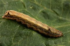 Spodoptera littoralis