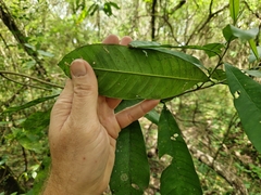 Chrysophyllum gonocarpum