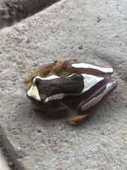 Dendropsophus elegans