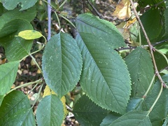 Prunus