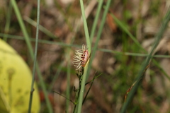Chorizandra cymbaria