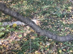 Prunus