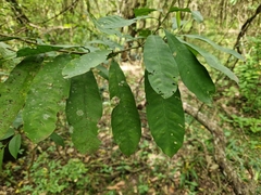 Chrysophyllum gonocarpum