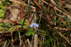Lobelia quadrangularis