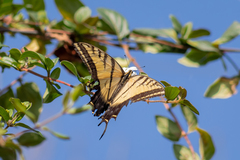 Papilio multicaudata multicaudata