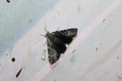 Catocala andromedae