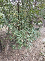 Acer monspessulanum