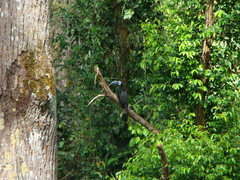 Anorrhinus galeritus