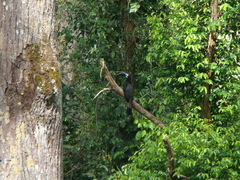 Anorrhinus galeritus