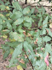 Acer monspessulanum