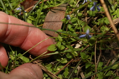 Lobelia quadrangularis