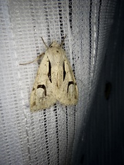Orthosia nigromaculata