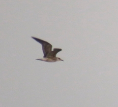 Larus fuscus