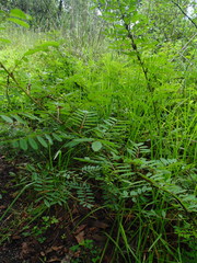 Indigofera densiflora