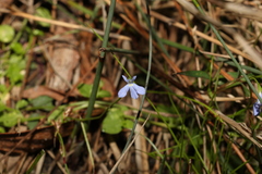 Lobelia quadrangularis