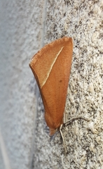 Compsoptera opacaria