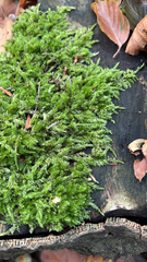 Hypnum cupressiforme