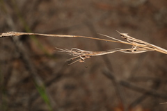 Cymbopogon refractus