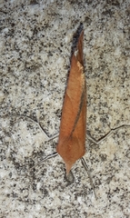 Compsoptera opacaria