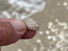 Cardites floridanus