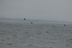 Procellariidae