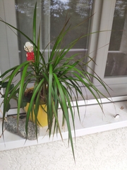 Dracaena reflexa angustifolia