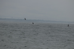 Procellariidae