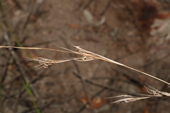 Cymbopogon refractus