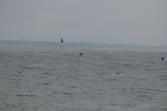 Procellariidae