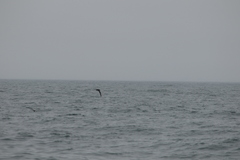 Procellariidae