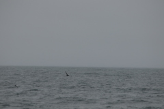 Procellariidae
