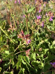 Pelargonium grossularioides