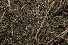 Cymbopogon refractus