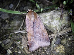 Diarsia ruficauda