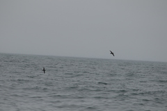 Procellariidae