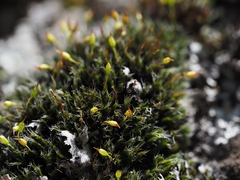 Grimmia longirostris