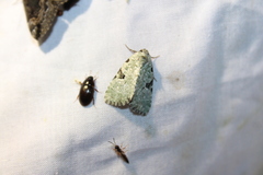 Leuconycta diphteroides