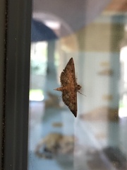 Nacoleia charesalis