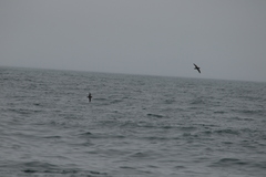 Procellariidae