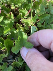Pelargonium grossularioides