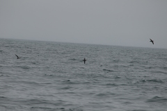 Procellariidae