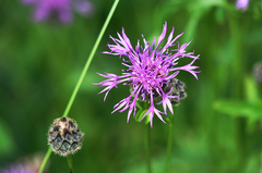 Centaurea scabiosa