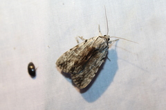Catocala gracilis