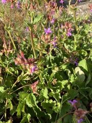 Pelargonium grossularioides