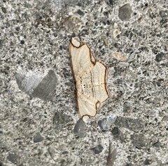 Eschatarchia lineata