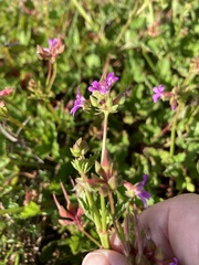 Pelargonium grossularioides