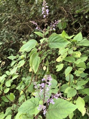 Plectranthus fruticosus