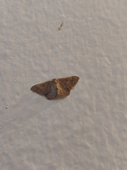 Idaea cellifimbria