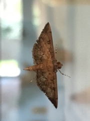 Nacoleia charesalis