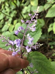 Plectranthus fruticosus
